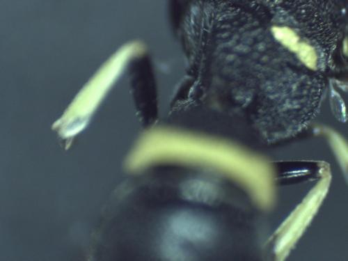 Stenodynerus chevrieranus